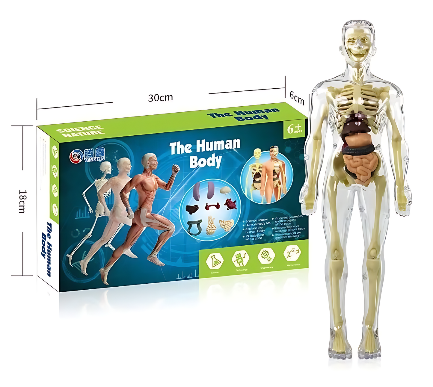 💖3d Human Body Skeleton Torso Model for Kid Anatomy Model💖