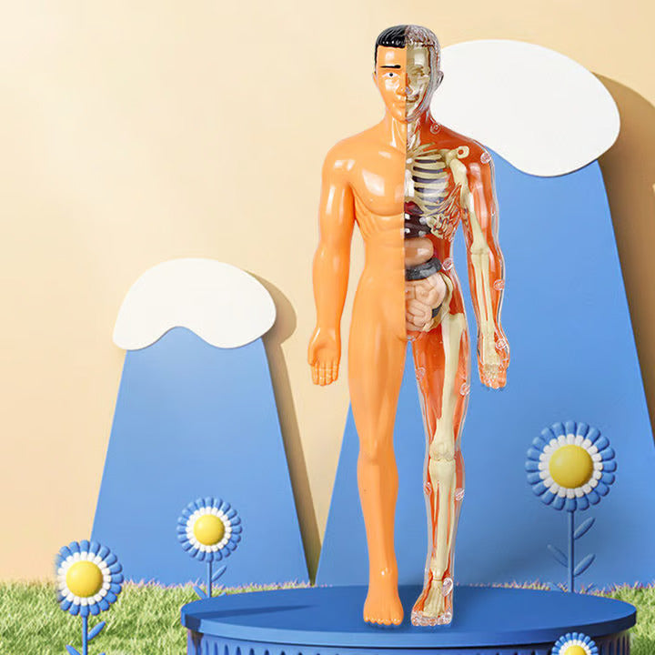 💖3d Human Body Skeleton Torso Model for Kid Anatomy Model💖