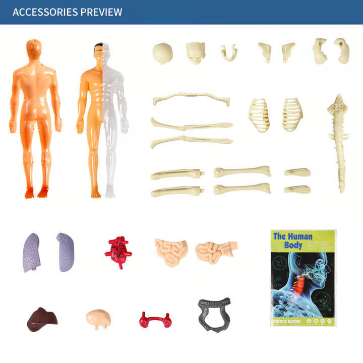 💖3d Human Body Skeleton Torso Model for Kid Anatomy Model💖