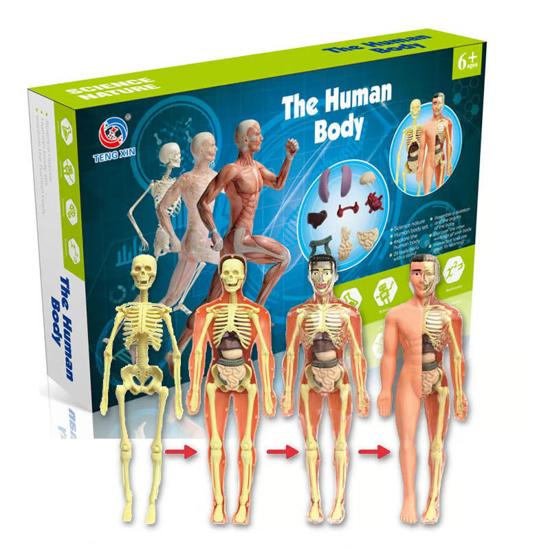 💖3d Human Body Skeleton Torso Model for Kid Anatomy Model💖
