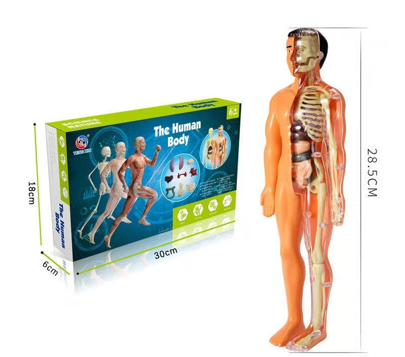 💖3d Human Body  Skeleton Torso Model for Kid Anatomy Model💖